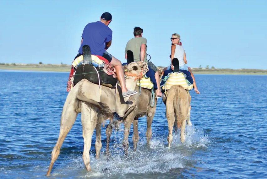 Balade à dos de chameau à Djerba